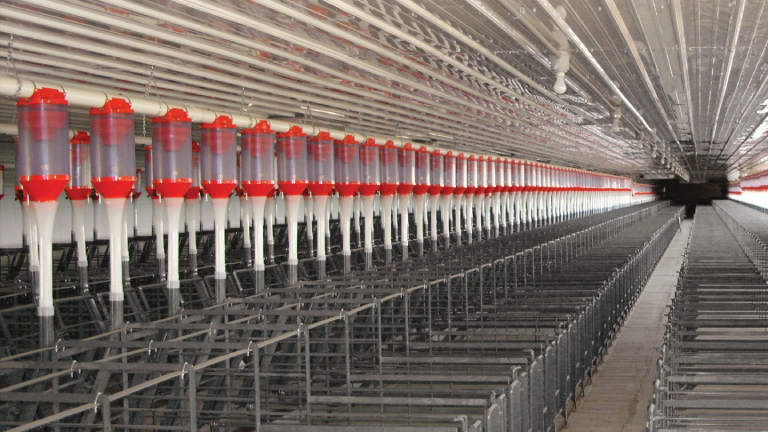 AccuDrop Swine Feeders