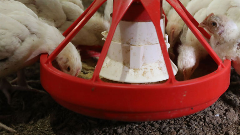 Pan Feeding